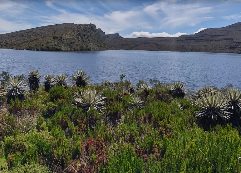 Páramo landscape in Parque Nacional Natural Sumapaz near Bogotá
